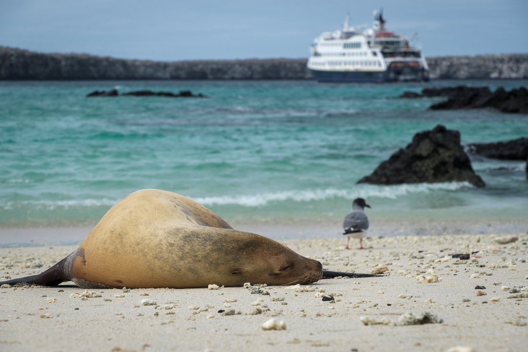 Expedition cruise ship with sea lion on the beach
