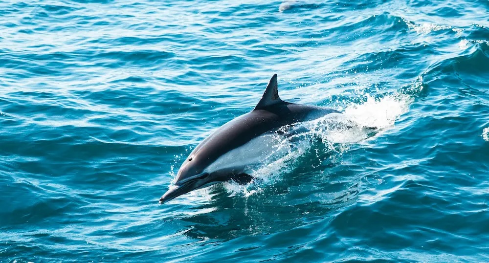 Dolphin leaping out of the water